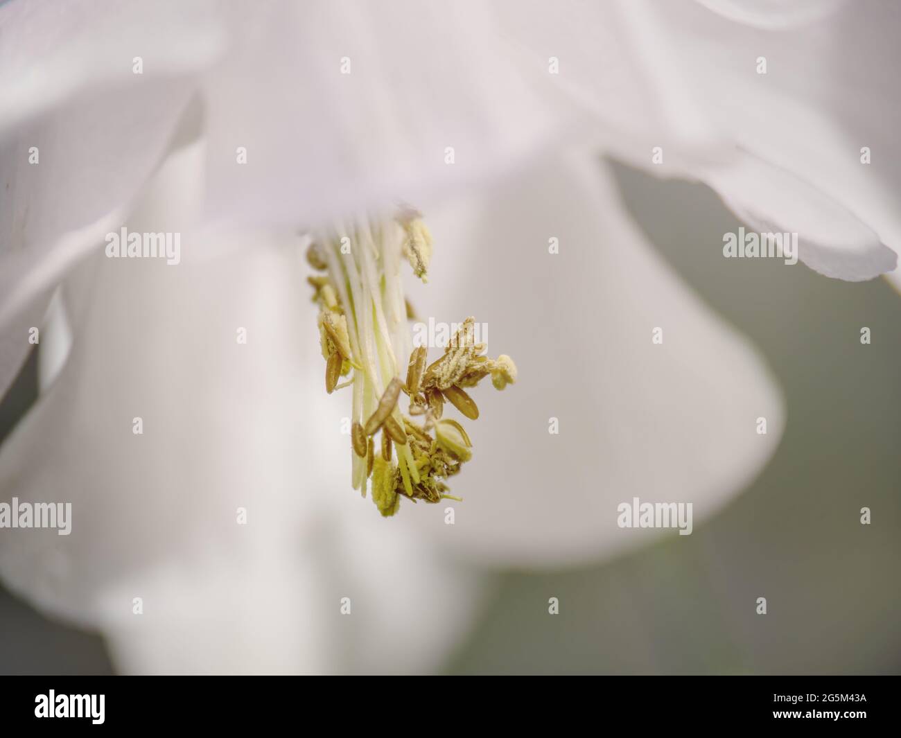 Macro dettaglio di aquilegia bianca, antere di piante colonnine, resistenza al polline. Foto Stock