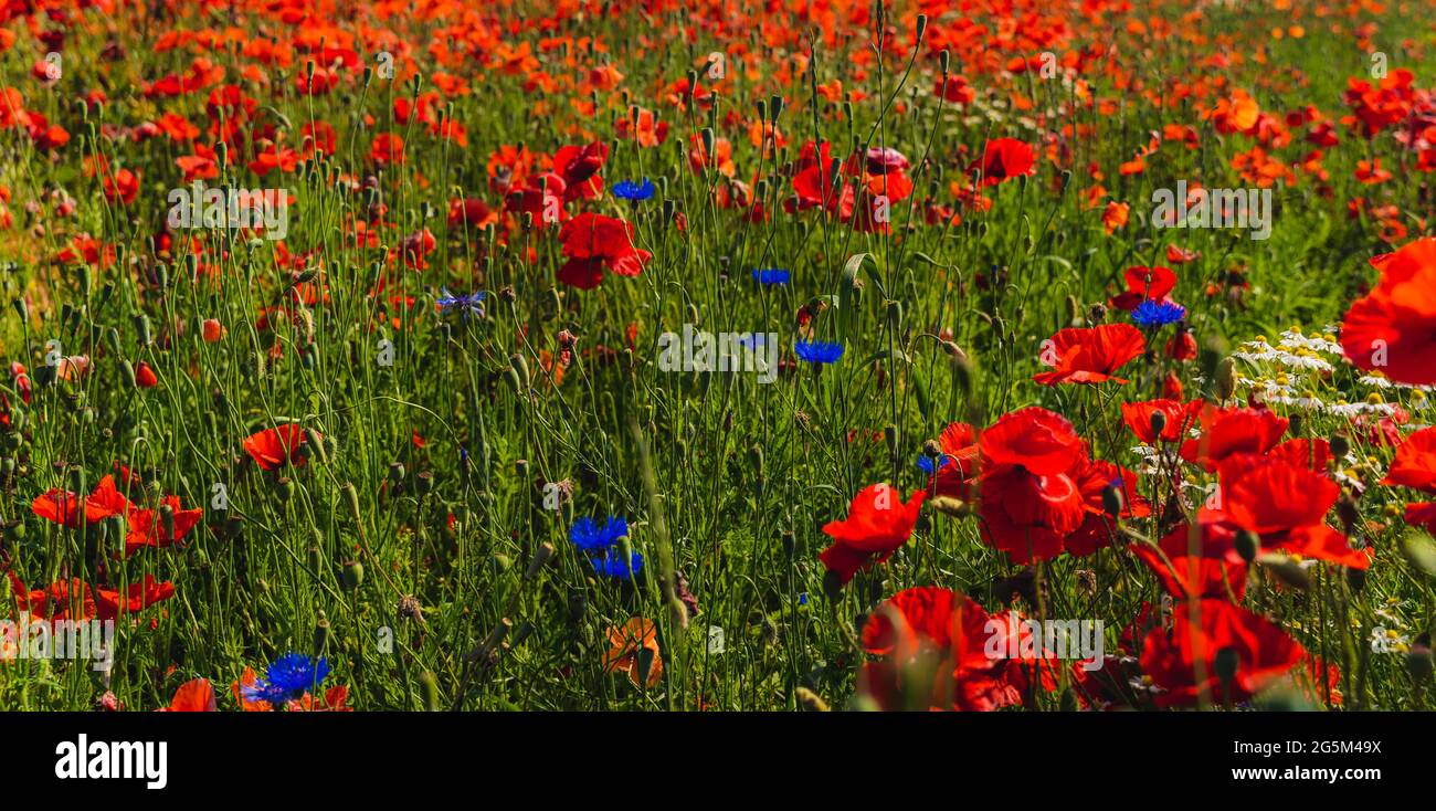 Campo di papavero saturo con cielo blu e colori luminosi Foto Stock