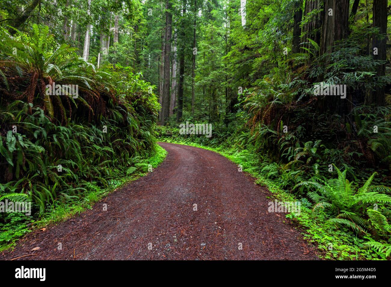 CAL Barrel Road nel Prairie Creek Redwoods state Park nella contea di Humboldt, nella California settentrionale Foto Stock