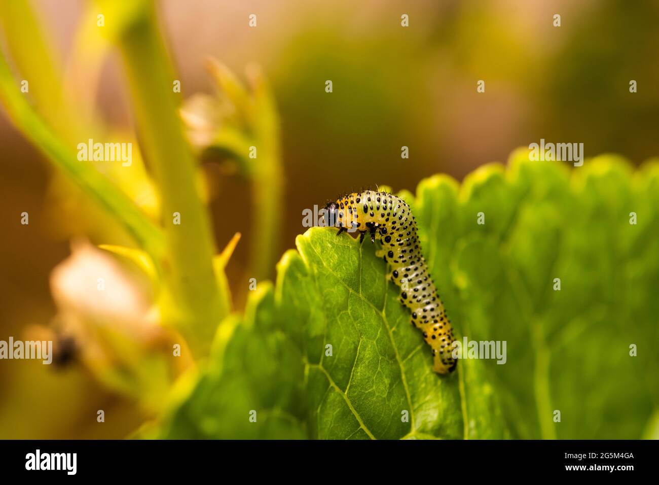 Le larve della comune mosca di uva spina possono rapidamente defoliare piante di uva spina Foto Stock