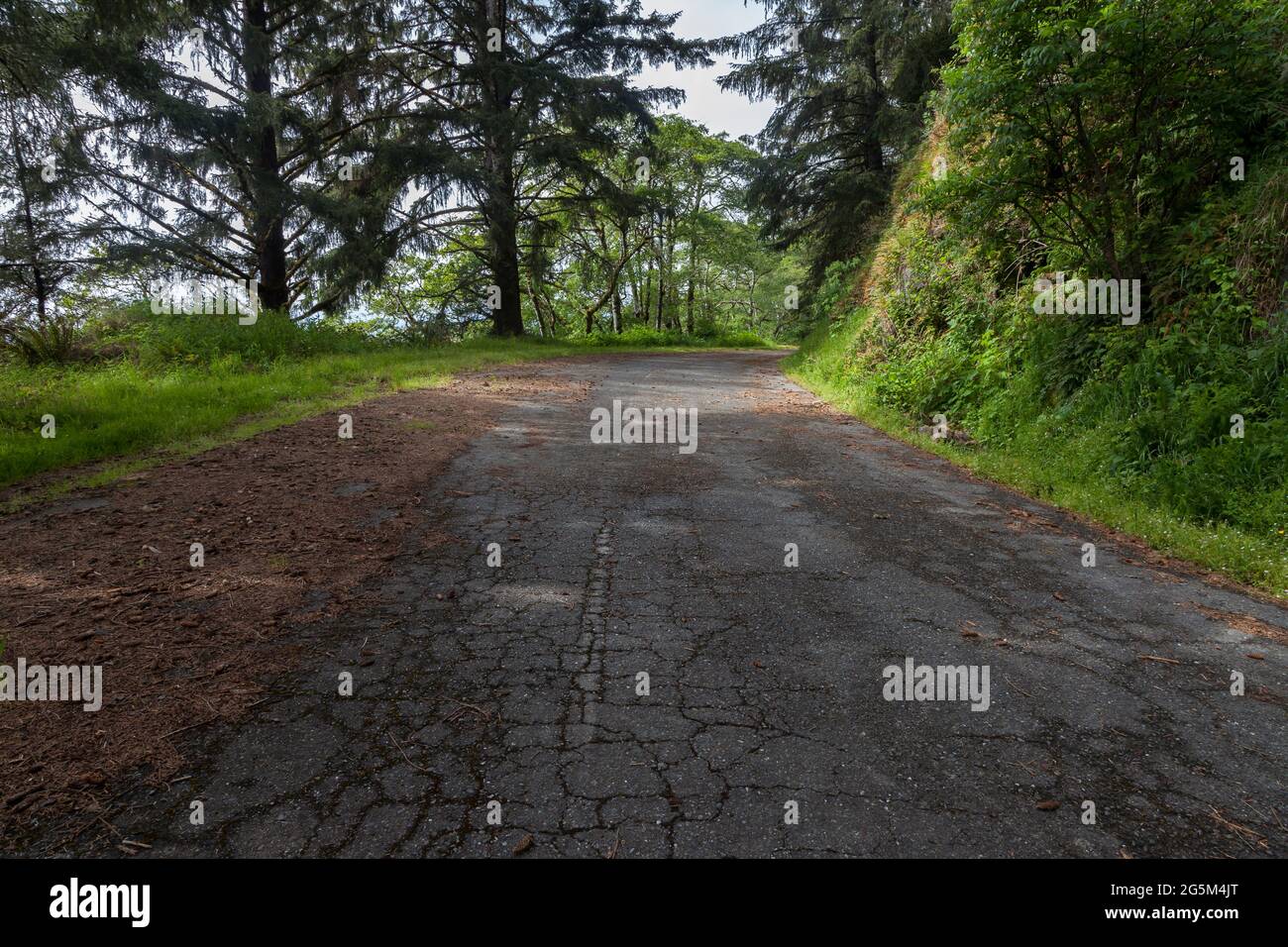 La sezione te-wo-lew del California Trail segue un tratto abbandonato della US 101 a nord del Prairie Creek Redwoods state Park, vicino a Orick, California Foto Stock