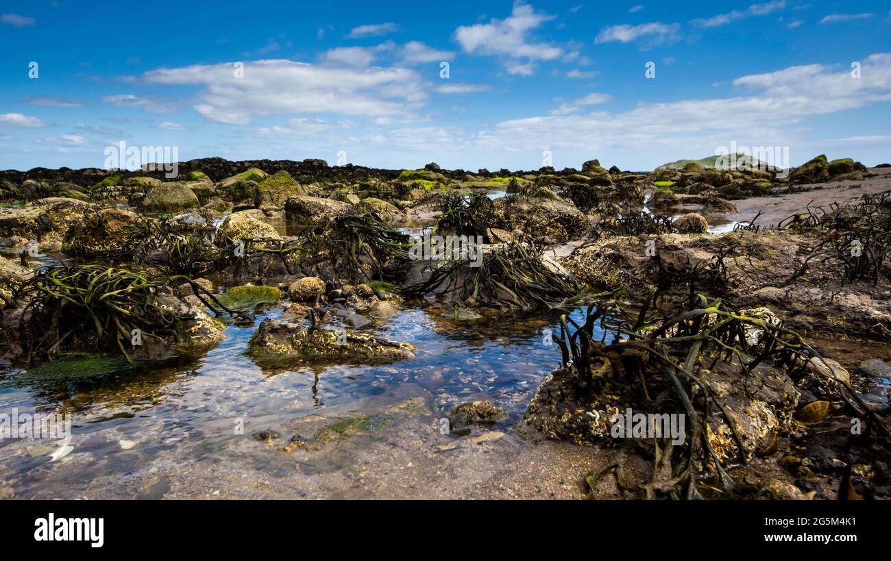 Un airone grigio guarda verso la spiaggia nel Firth of Forth, East Lothian, Scozia Foto Stock