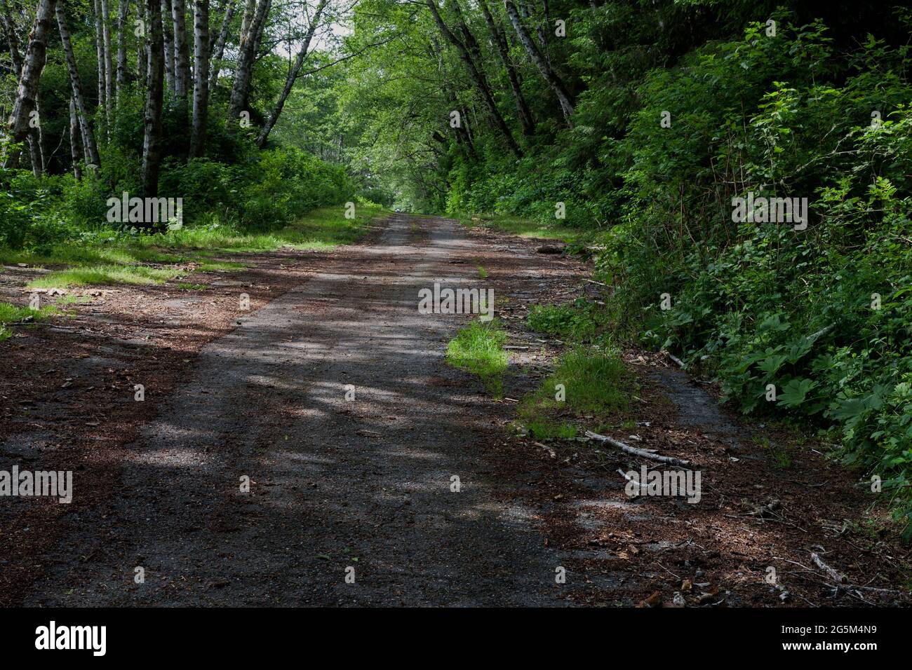 La sezione te-wo-lew del California Trail segue un tratto abbandonato della US 101 a nord del Prairie Creek Redwoods state Park, vicino a Orick, California Foto Stock