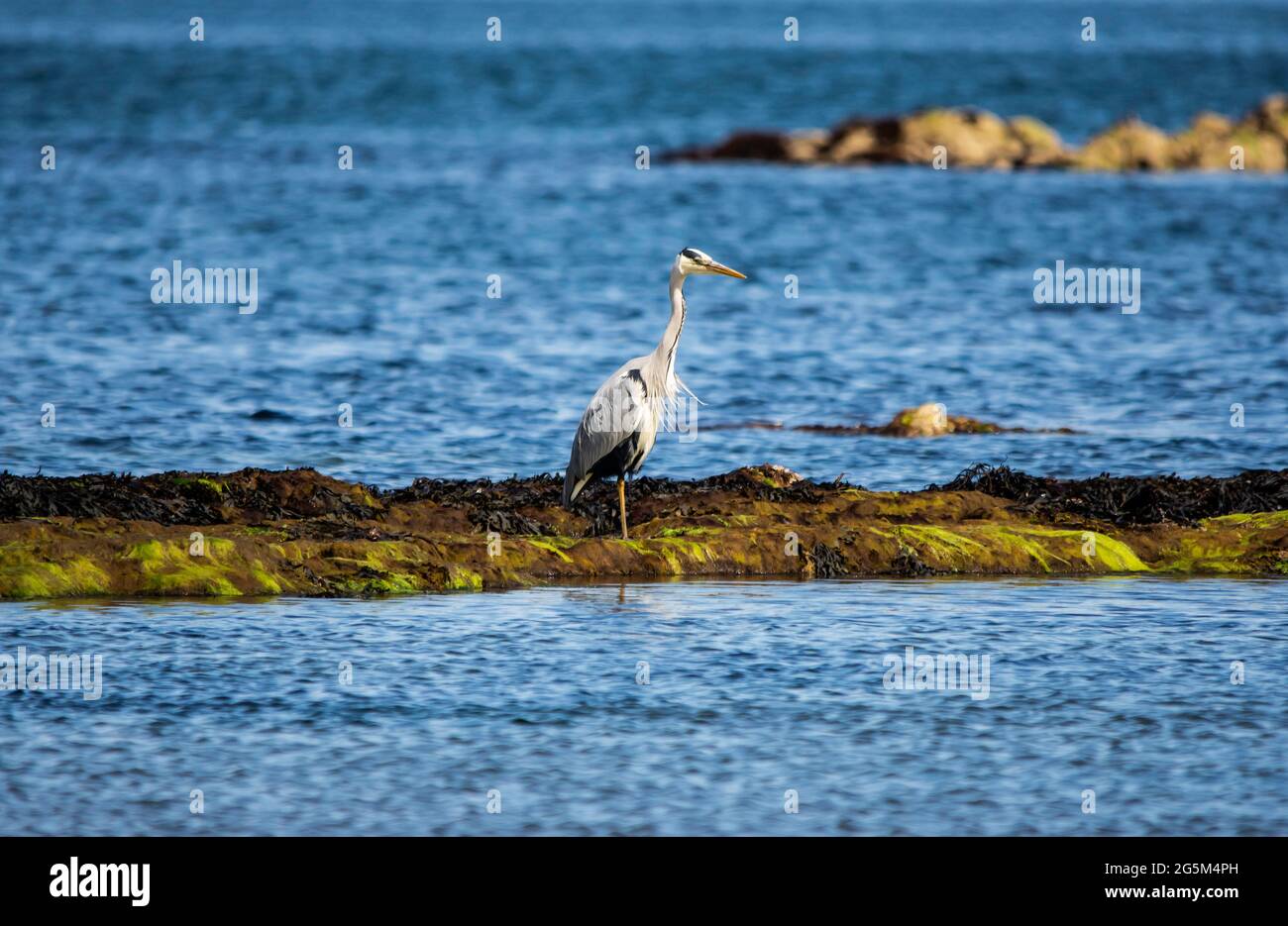 Un airone grigio guarda verso la spiaggia nel Firth of Forth, East Lothian, Scozia Foto Stock