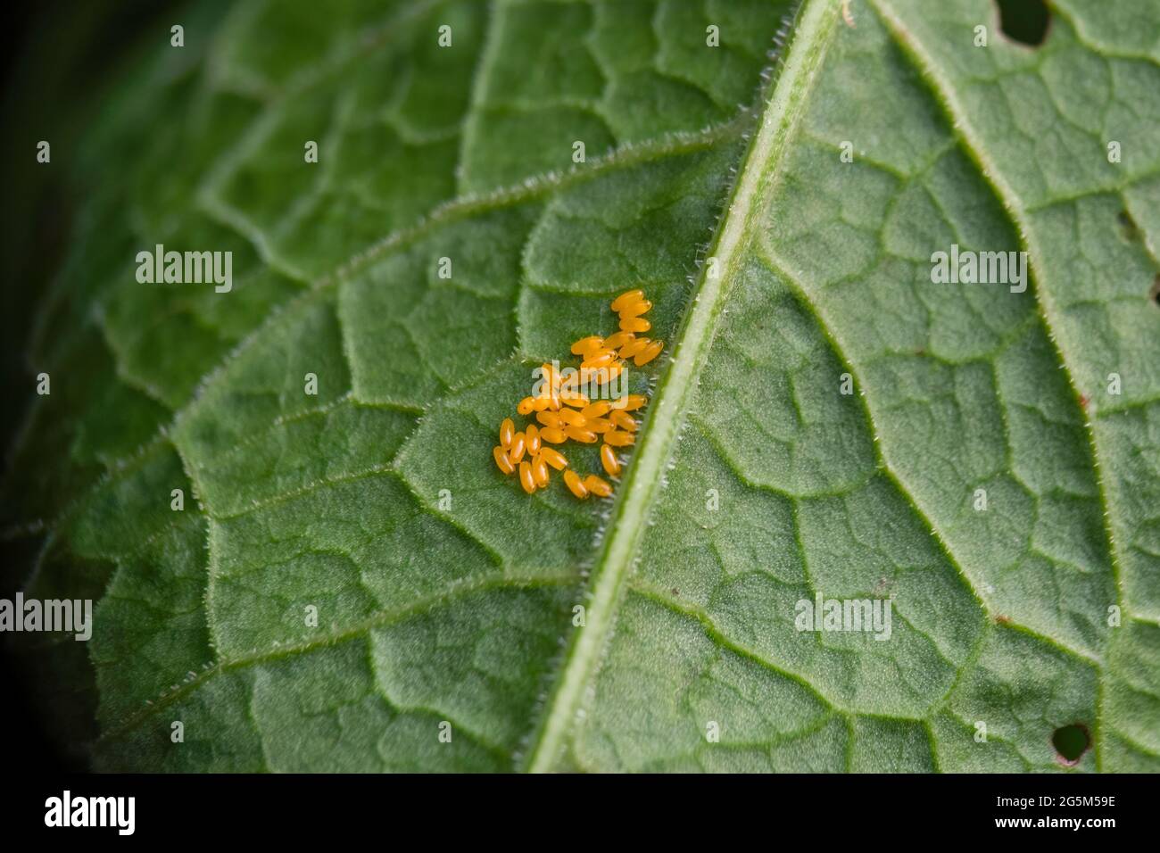 Uova di Green Dock Beetle, viridula gastrofisica, sulla foglia di banchina. Foto Stock