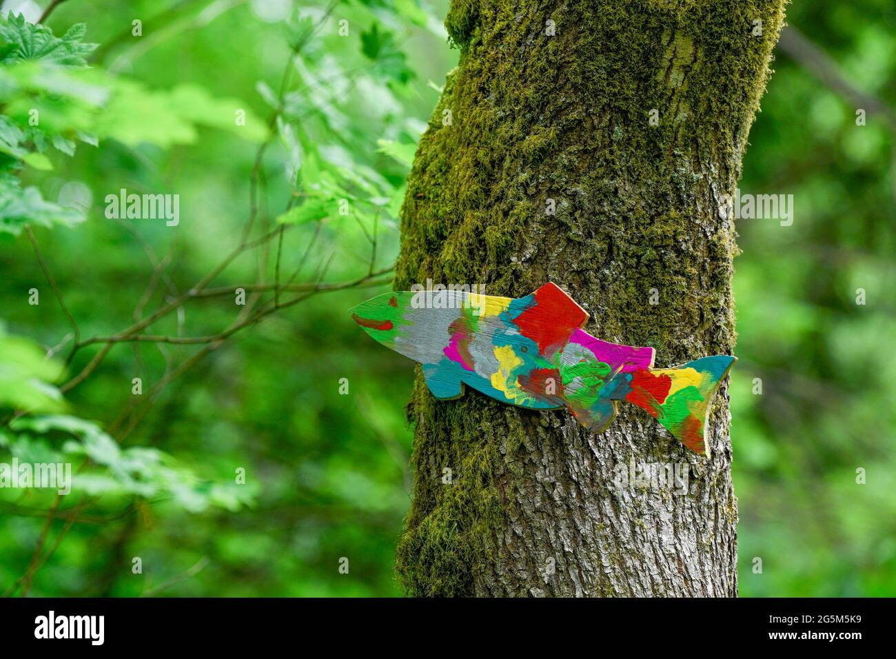 Legno compensato colorato tagliato salmone, su albero, foce Squamish, British Columbia, Canada Foto Stock