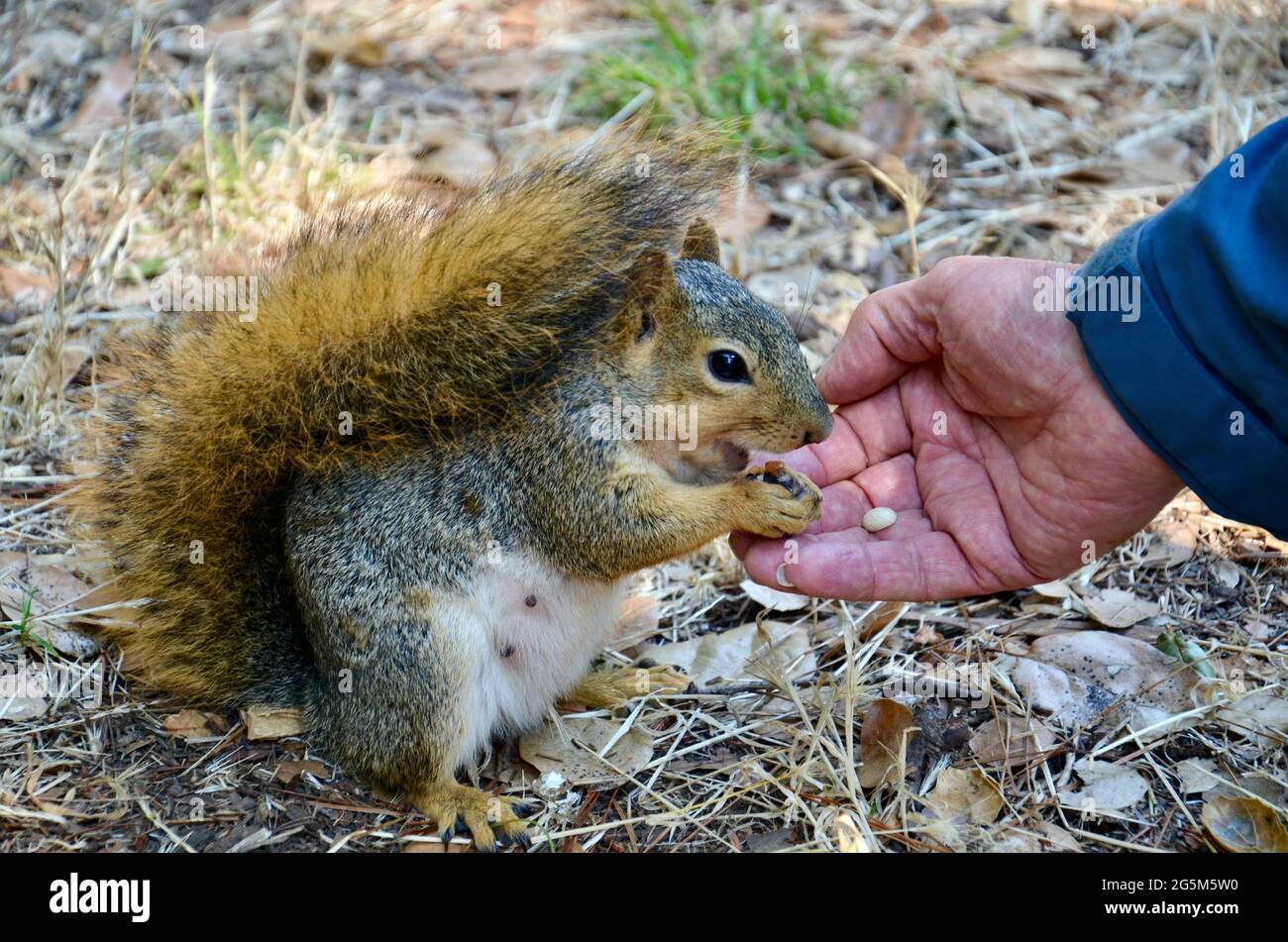 Scoiattolo che mangia in mano Foto Stock