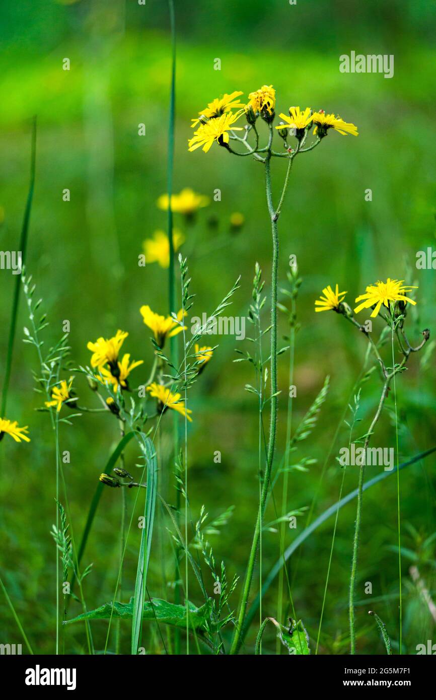 Fiori gialli simili al dente di leone, fiori gialli selvatici in erba verde. Foto Stock