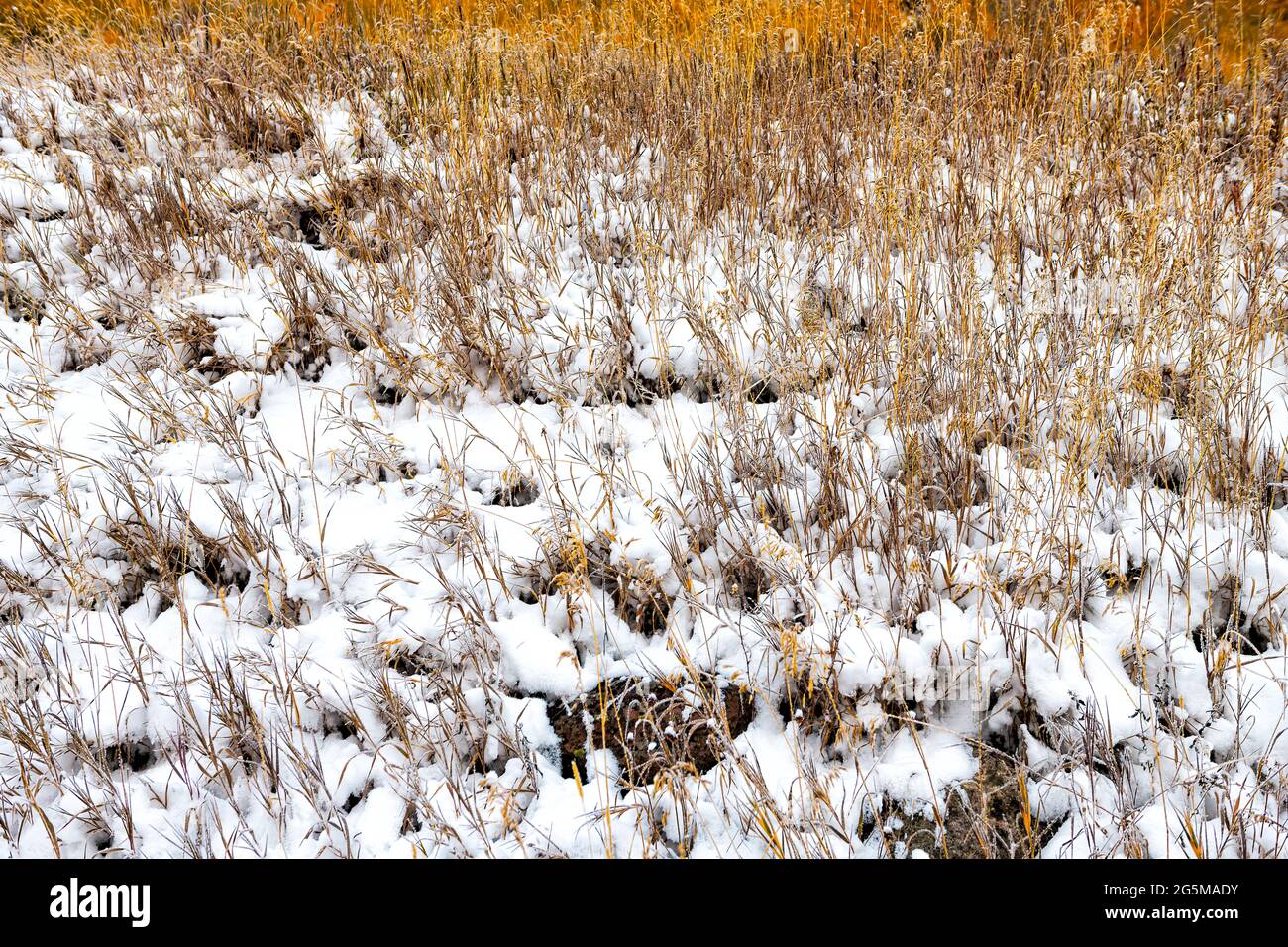 Maroon Bells area in Aspen, Colorado montagne rocciose con closeup di erba secca dopo la neve invernale congelato nel tardo autunno su prato campo in valle Foto Stock