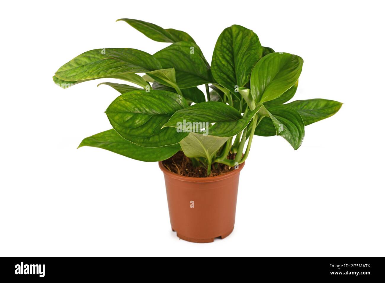 Esotica pianta domestica 'Monstera Pinnatipartita' con foglie giovani senza fenestrazione isolata su sfondo bianco Foto Stock