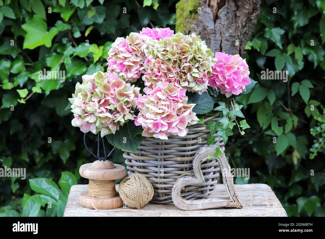 idrangea rosa macrophylla in cesto nel giardino estivo Foto Stock