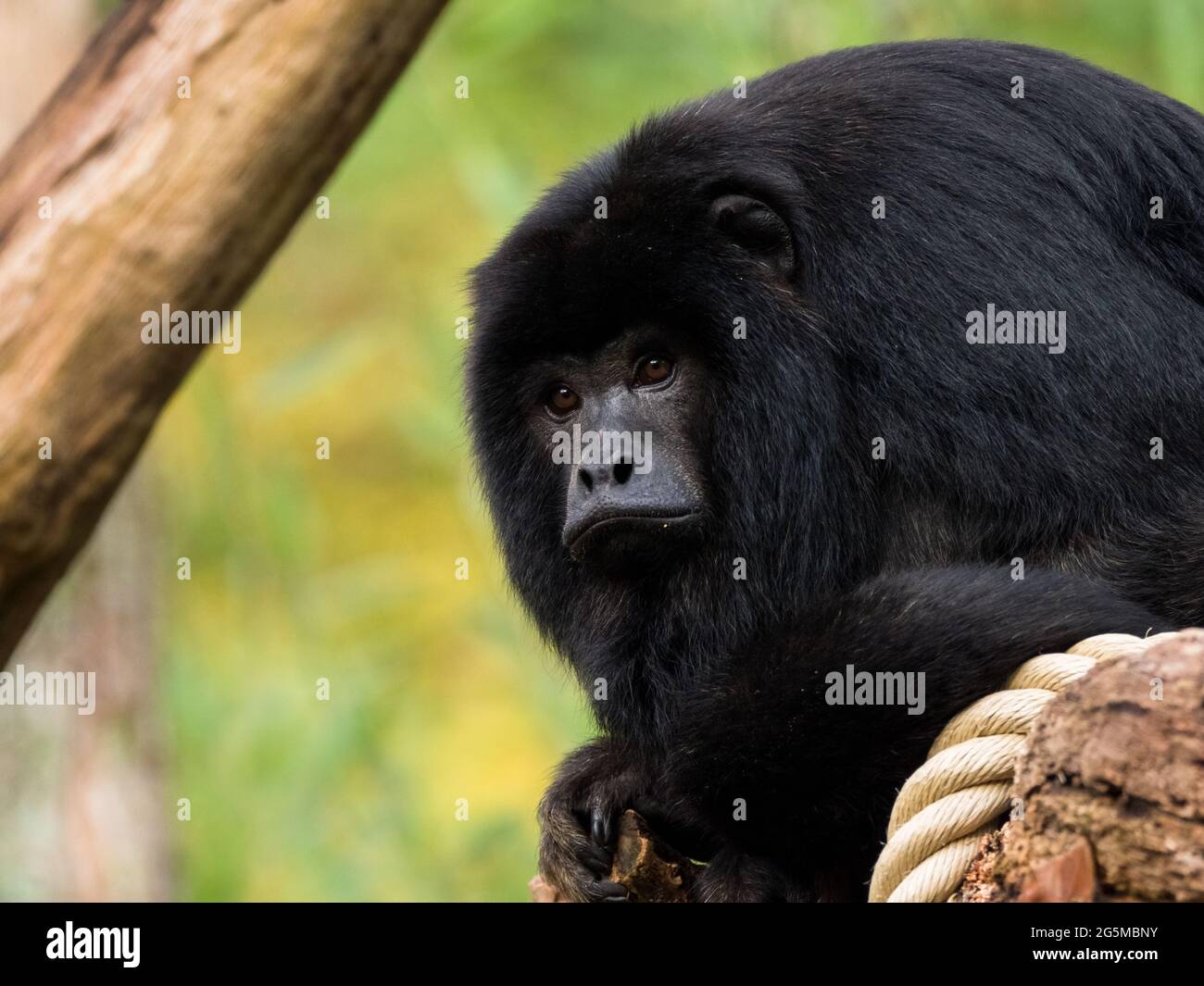 Scimmia urlatrice che fissava in lontananza Foto Stock