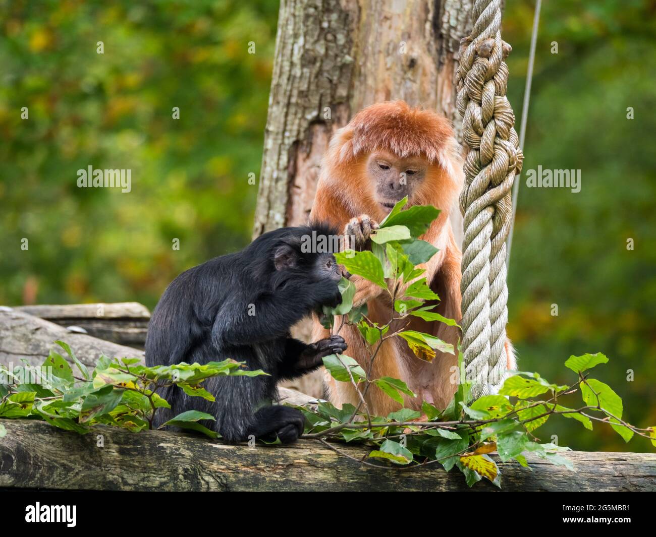 Due langur giavanese ad est, una scimmia della sottofamiglia di Coobinae Foto Stock