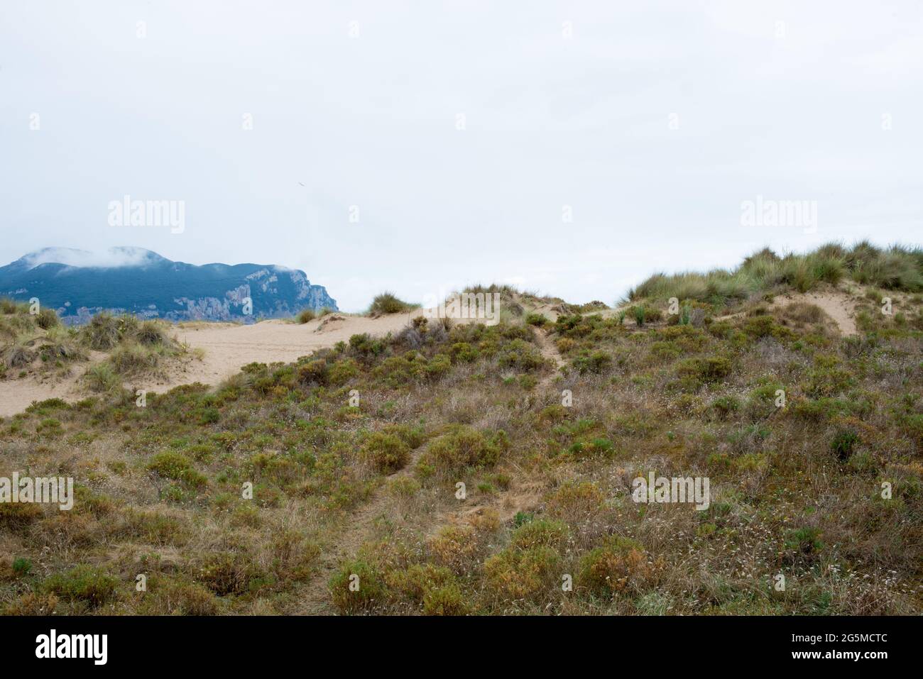 Dune con piante sulla spiaggia di Laredo, Cantabria, Spagna, Europa Foto Stock