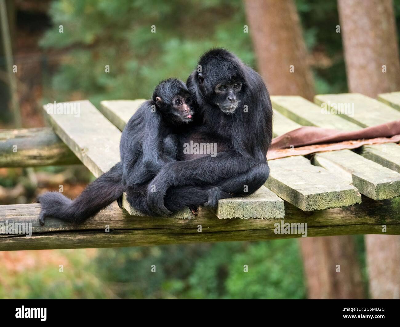 Scimmia colombiana Black Spider con bambino Foto Stock