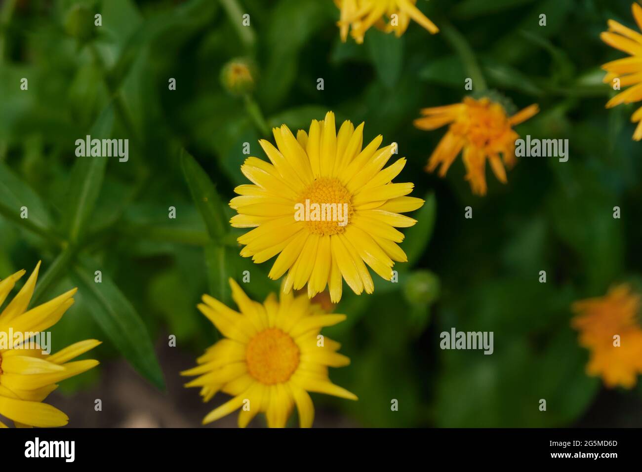 Calendula o fiore di marigold crescono nel giardino. Foto Stock