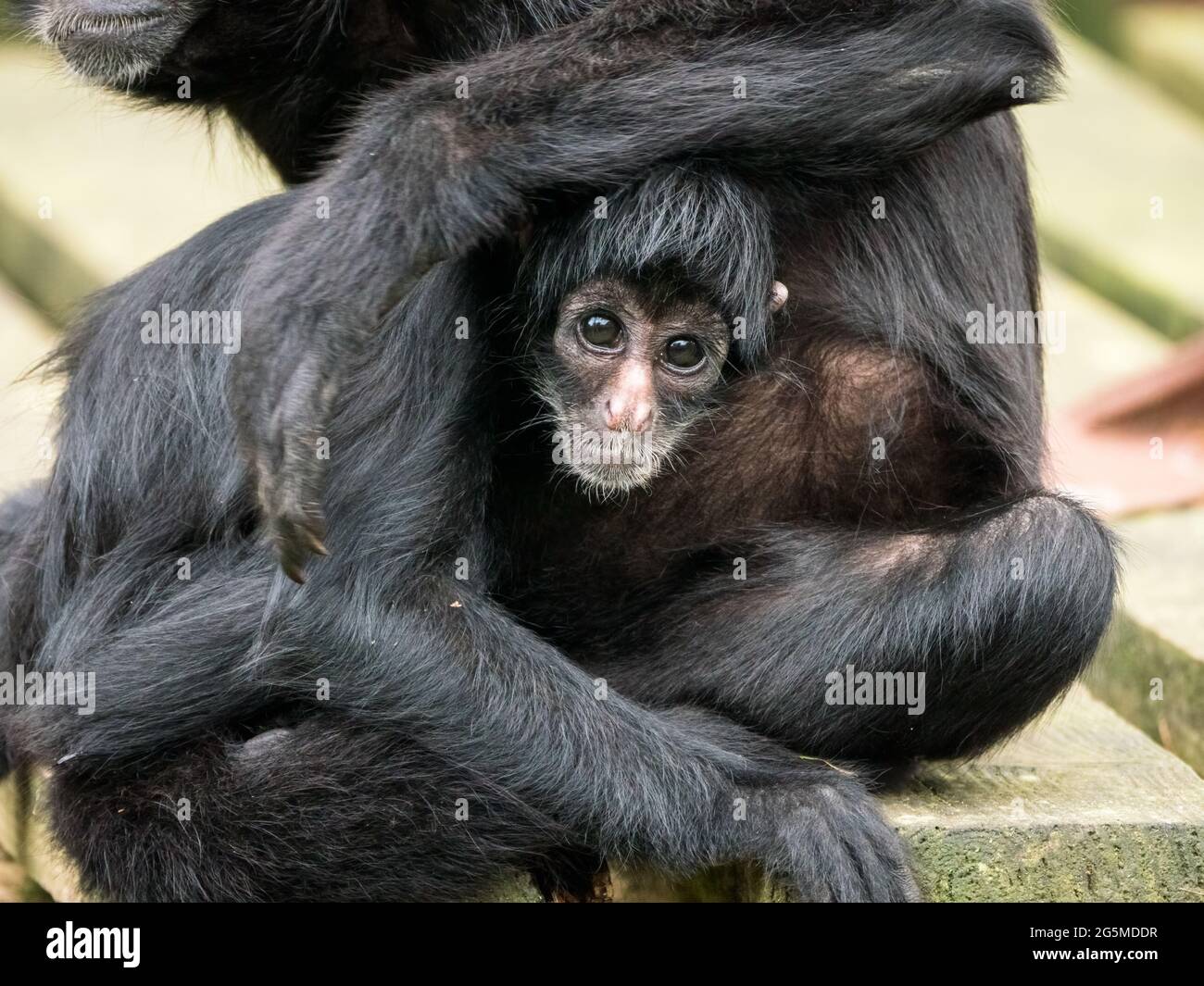 Scimmia colombiana Black Spider con bambino Foto Stock