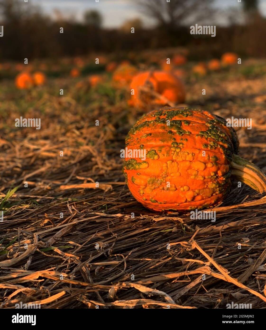 Divertimento di autunno Foto Stock