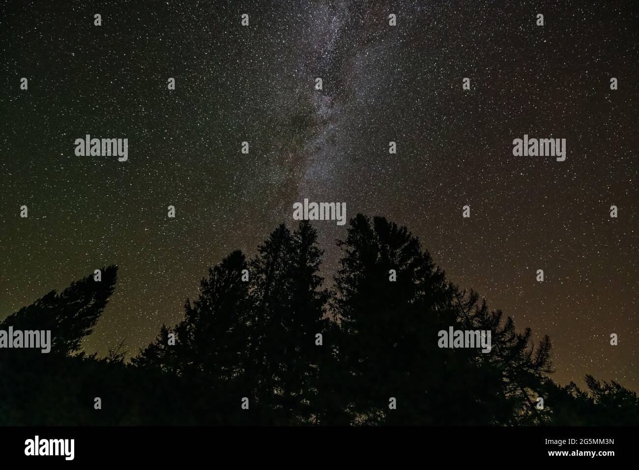 Notte cielo scuro con wat lattiginoso galassia stelle in Spruce Knob Lake in West Virginia con silhouette di alti alberi di pino verde vista ad angolo basso guardando u Foto Stock