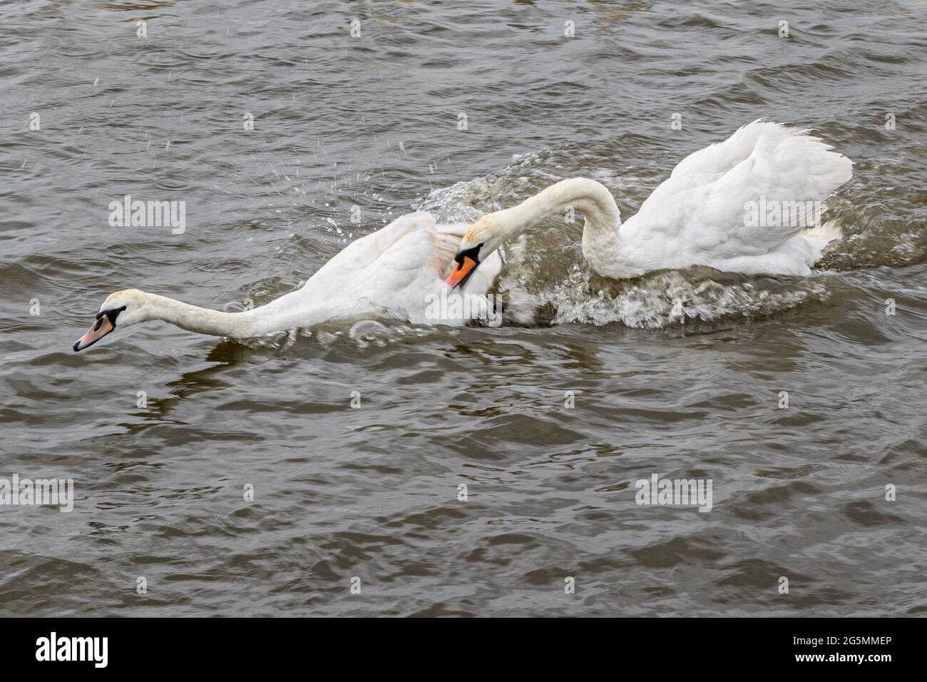 Giovane adulto che insegue, cigno muto, colore di Cygnus, Abbotsbury Swannery, Abbotsbury, Dorset, Regno Unito Foto Stock