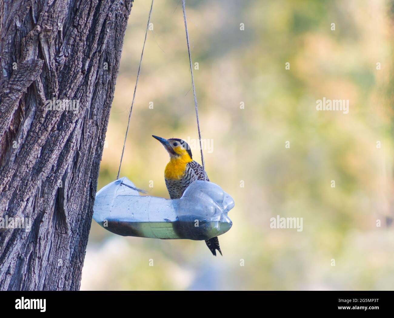 Colaptes campestris mangiare e bere da bottiglia riciclata Foto Stock