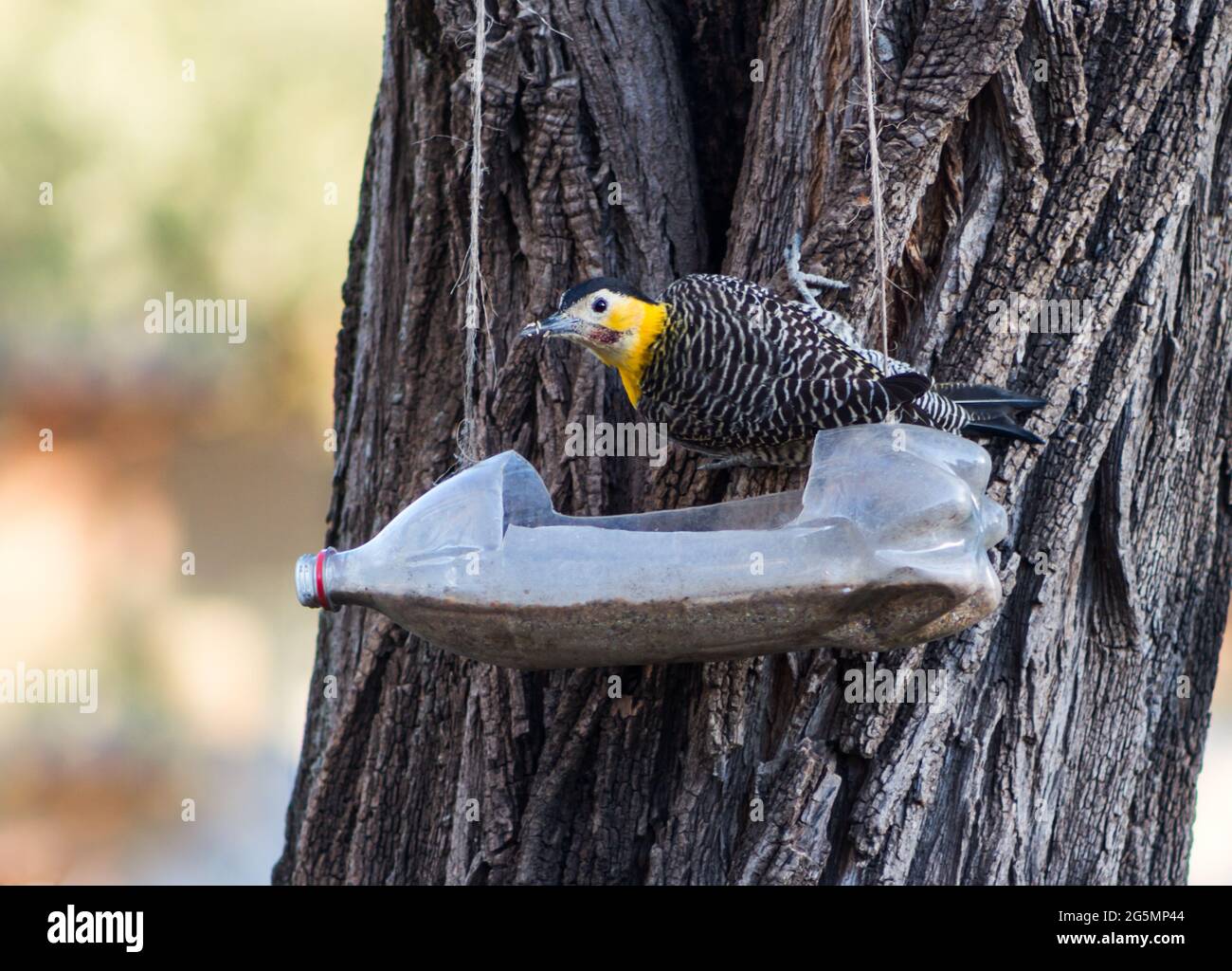 Colaptes campestris mangiare e bere da bottiglia riciclata Foto Stock
