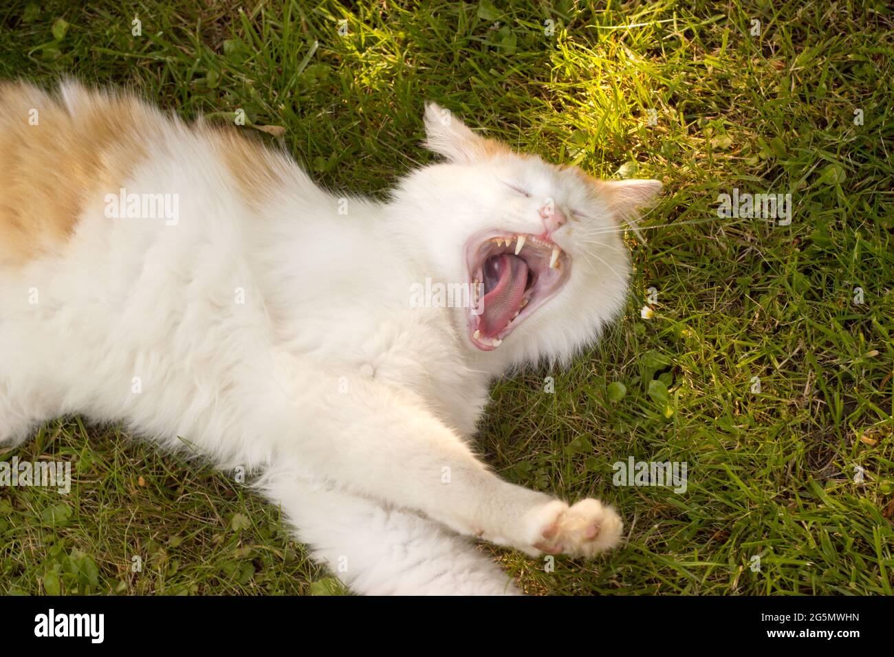 Bellissimo dettaglio di bianco rustico gatto faccia Foto Stock