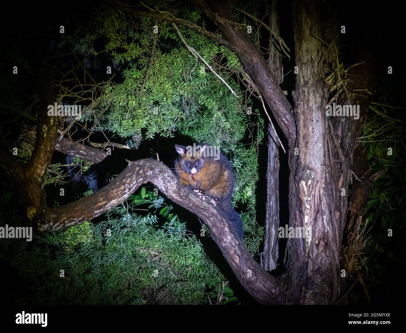 Un possum in alto in un albero smette di salire sotto un riflettore. Si tratta di animali da peste in Nuova Zelanda Foto Stock