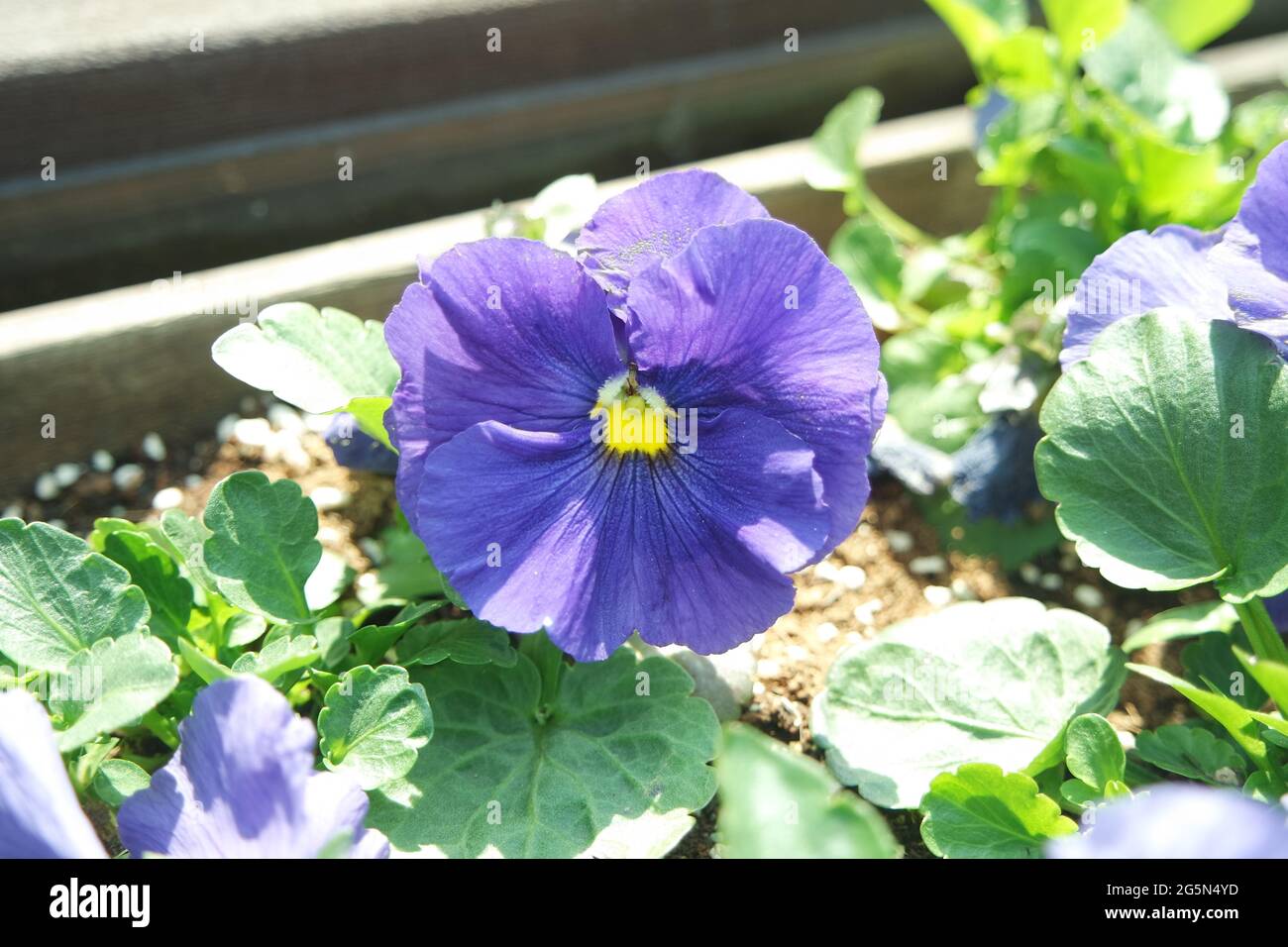 Viola Pansy Flower Viola Wittrockiana Lady's Delight Foto Stock