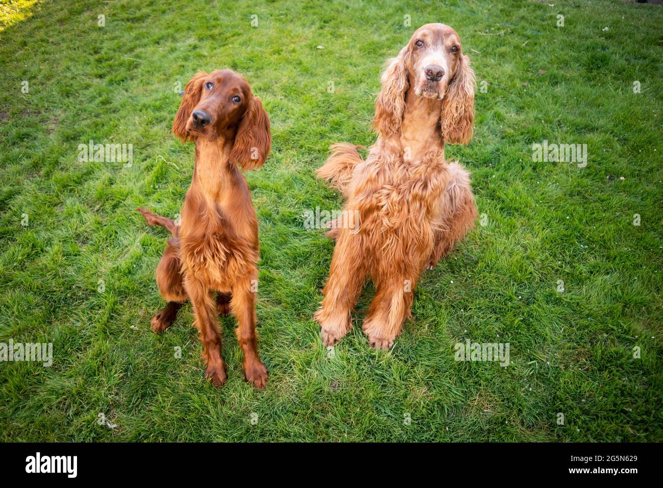 Due cani Irlandesi Setter Purebred si trovano nell'erba verde Foto Stock