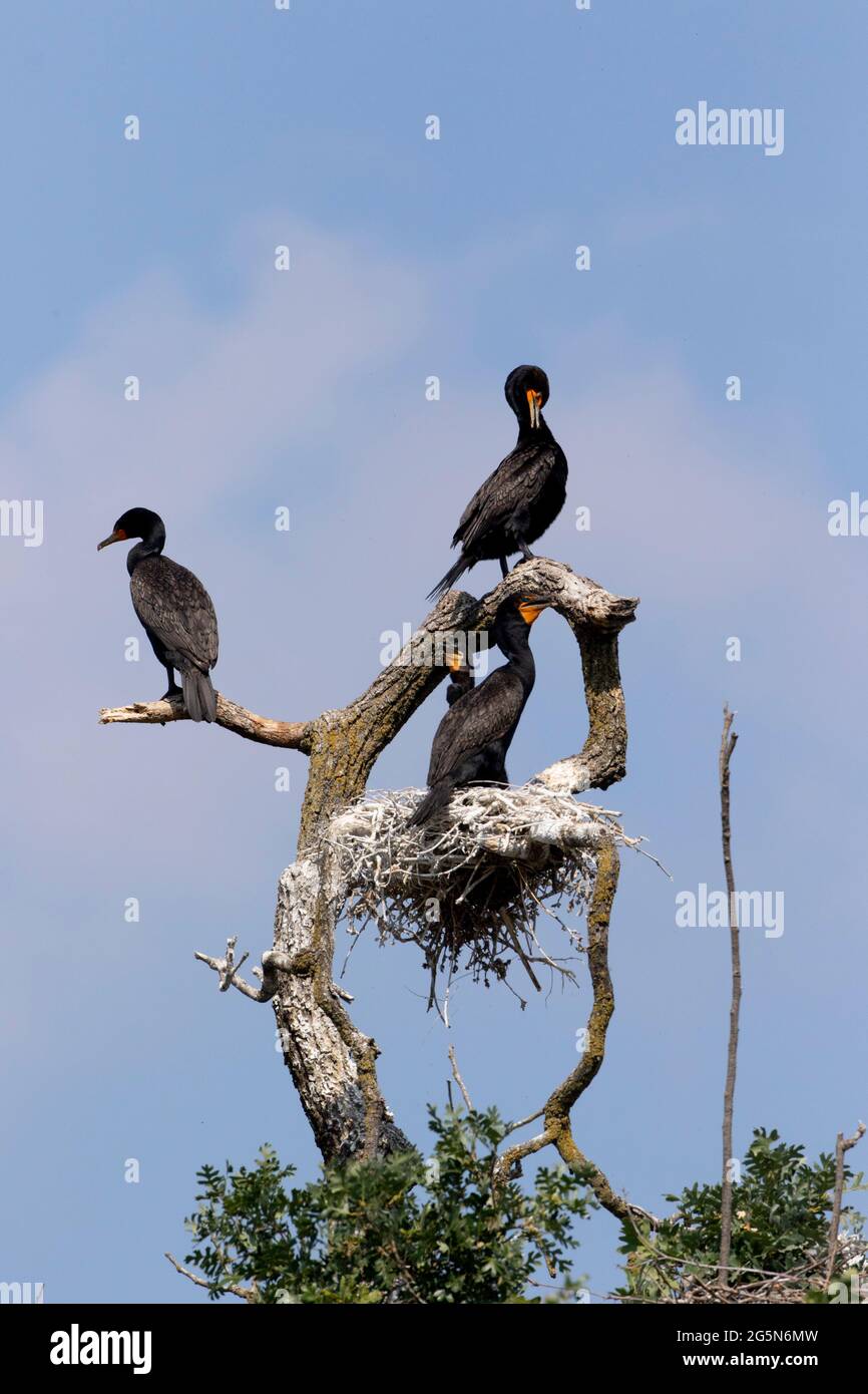 Cormorani a doppia cresta, Phalacrocorax auritas, posa in cima al nido e un albero morto snag lungo il fiume San Joaquin della California, San Luis NWR. Foto Stock