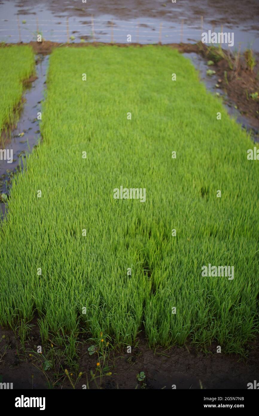 Le piante di riso crescono bene, gli agricoltori riescono a piantare riso nella stagione secca Foto Stock