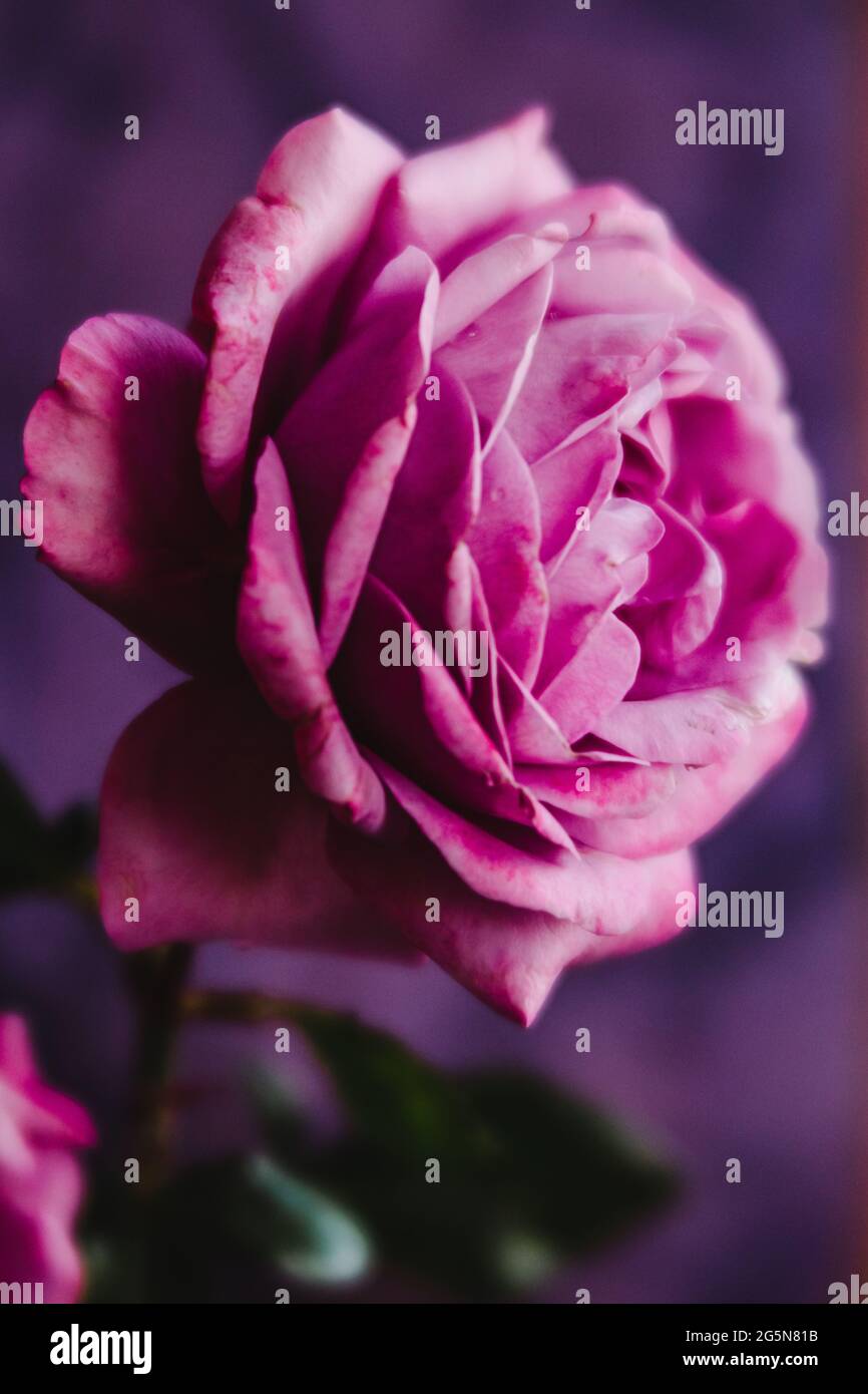 Singolo stelo di Rose rosa con uno sfondo rosato con spazio per la copia Foto Stock