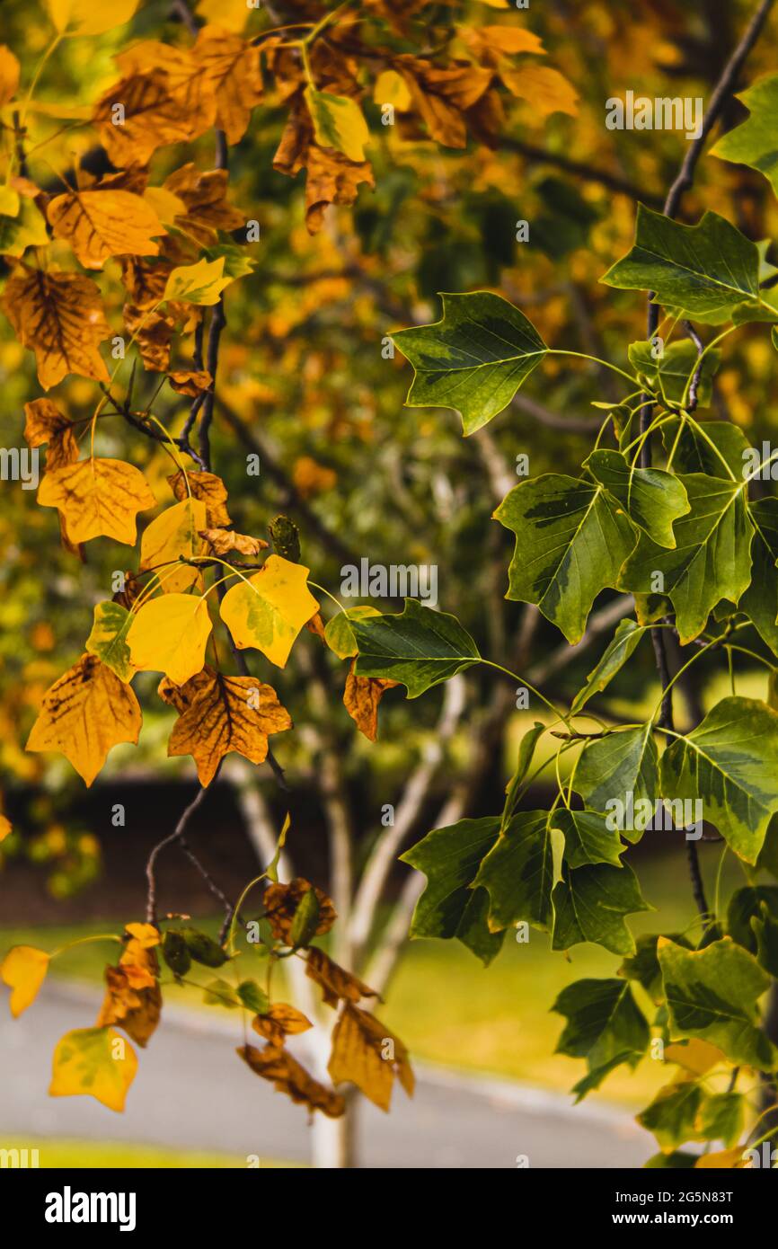 Autunno, foglie caduta nei giardini botanici, Tasmania, Australia Foto Stock