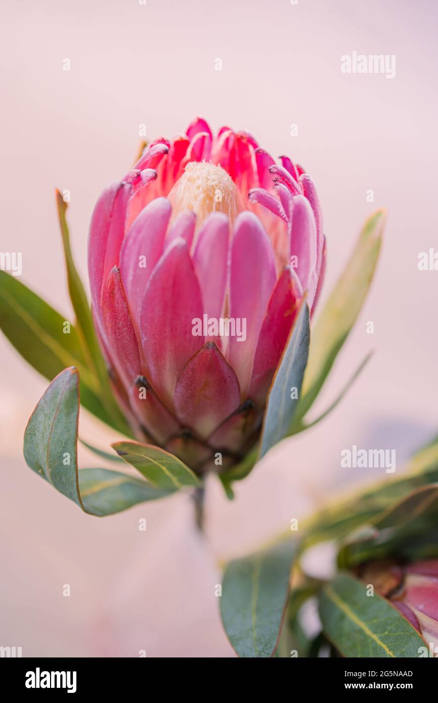 Protea rosa singolo, testa di fiore isolata, oggetto isolato con centro bianco e spazio di copia con fondo rosa secchio. Foto Stock
