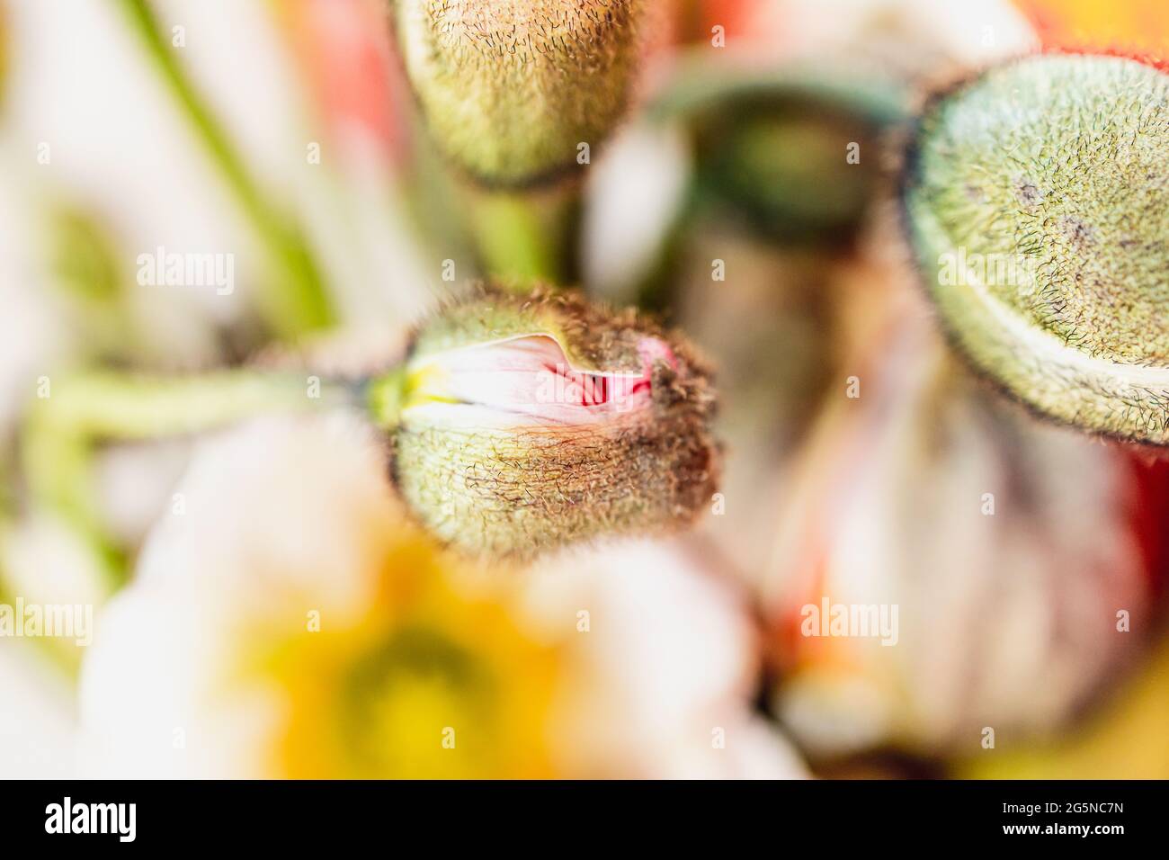 Fiori di papavero con un fuoco su un fiore, primo piano macro dettaglio del centro del fiore. Papaveraceae Foto Stock