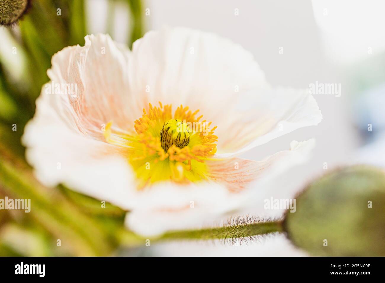 Fiori di papavero con un fuoco su un fiore, primo piano macro dettaglio del centro del fiore. Papaveraceae Foto Stock