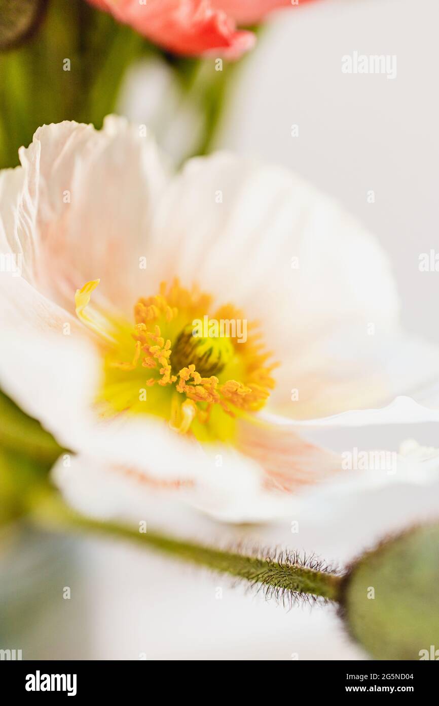 Fiori di papavero con un fuoco su un fiore, primo piano macro dettaglio del centro del fiore. Papaveraceae Foto Stock