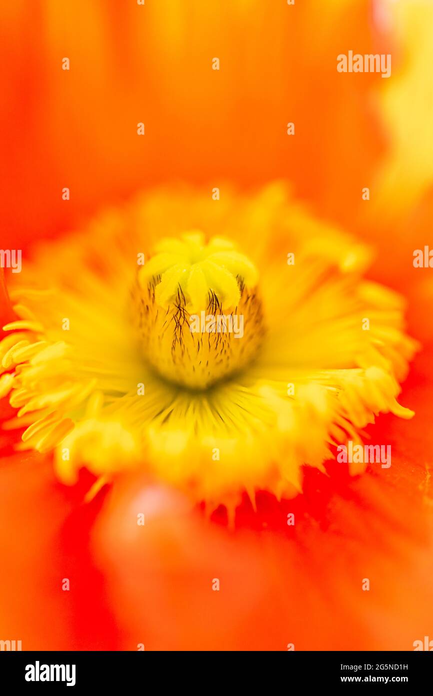 Papaveri arancioni in fiore e fioritura, con macro dettaglio primo piano del centro giallo. Papaveracaeae Foto Stock