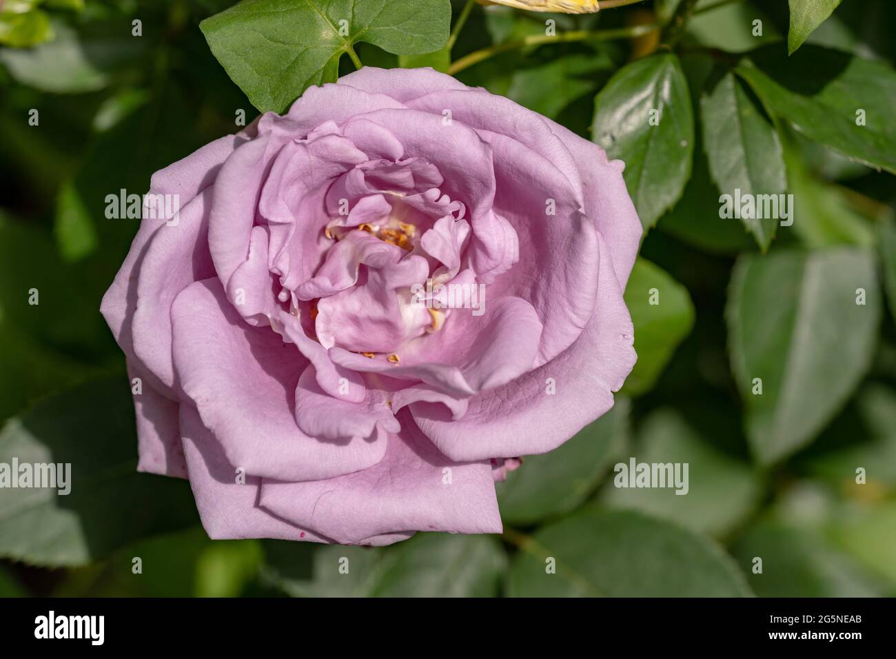 Macro shot di rosa in un giardino, copia spazio Foto Stock