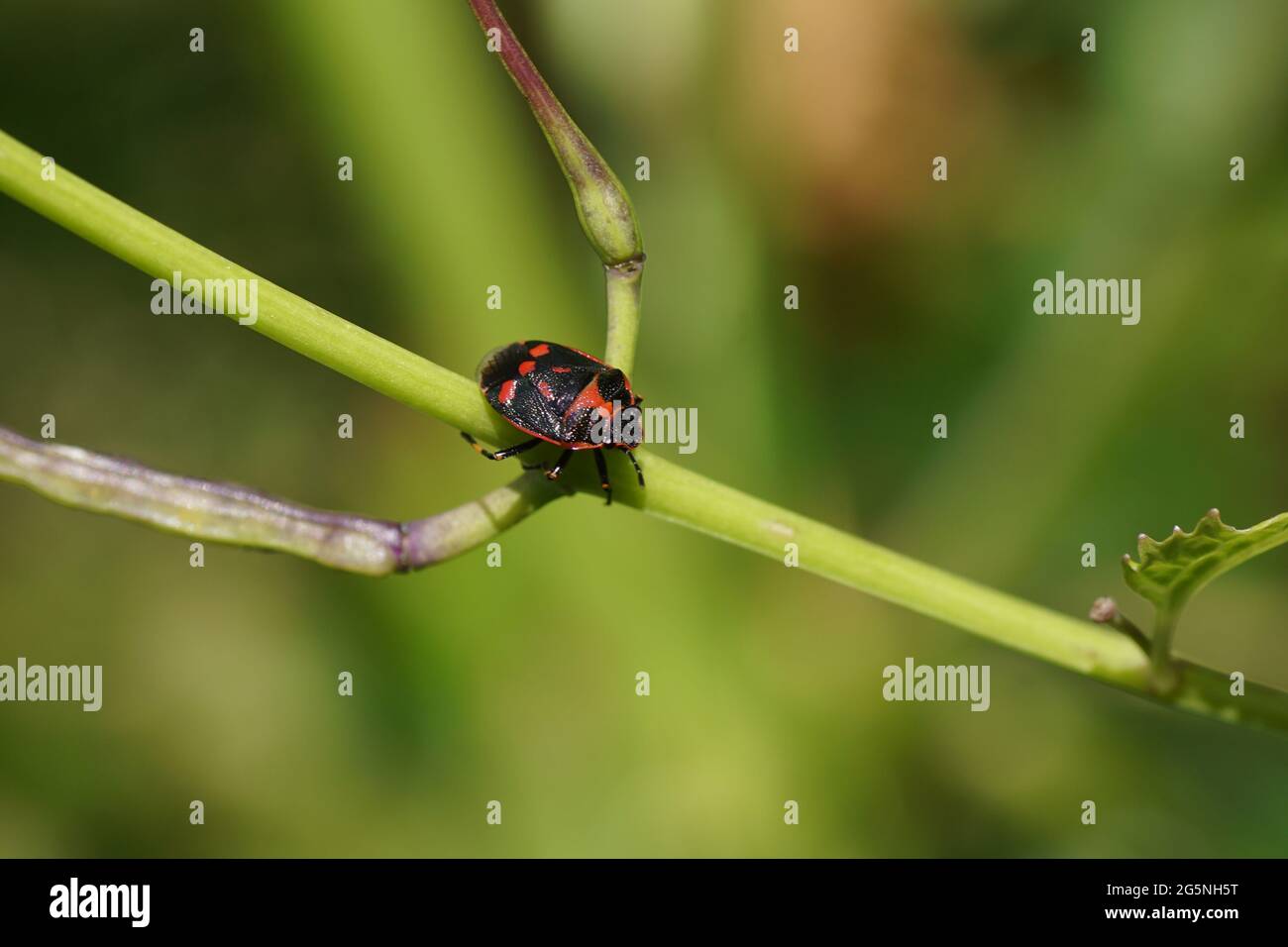 Primo piano baco di cavolo rosso, brassica scherdbug (Eurydema oleracea), famiglia Pentatomidae su capsule di semi sottili di mostarda d'aglio (Alliaria petiolata). Foto Stock