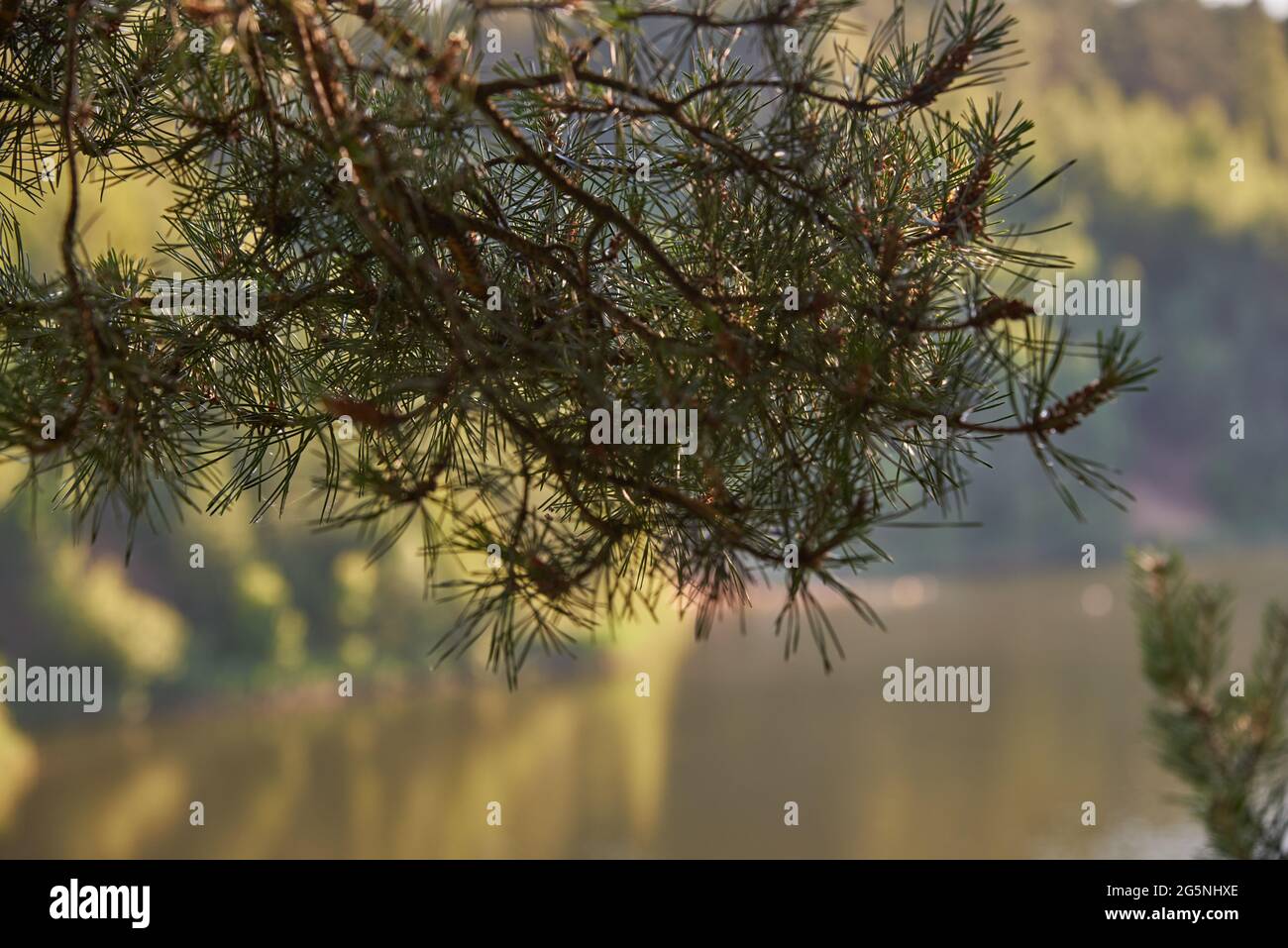 Un ramo di pino su uno sfondo naturale sfocato. Sullo sfondo di un lago e di una foresta. Una giornata estiva di sole. Foto Stock