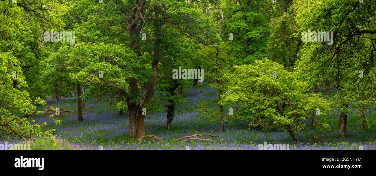 Kinclaven Bluebell Woods, Perthshire, Scozia, Regno Unito Foto Stock