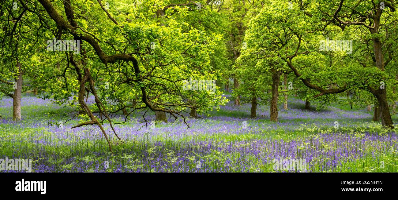 Kinclaven Bluebell Woods, Perthshire, Scozia, Regno Unito Foto Stock