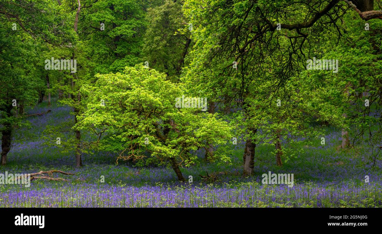 Kinclaven Bluebell Woods, Perthshire, Scozia, Regno Unito Foto Stock