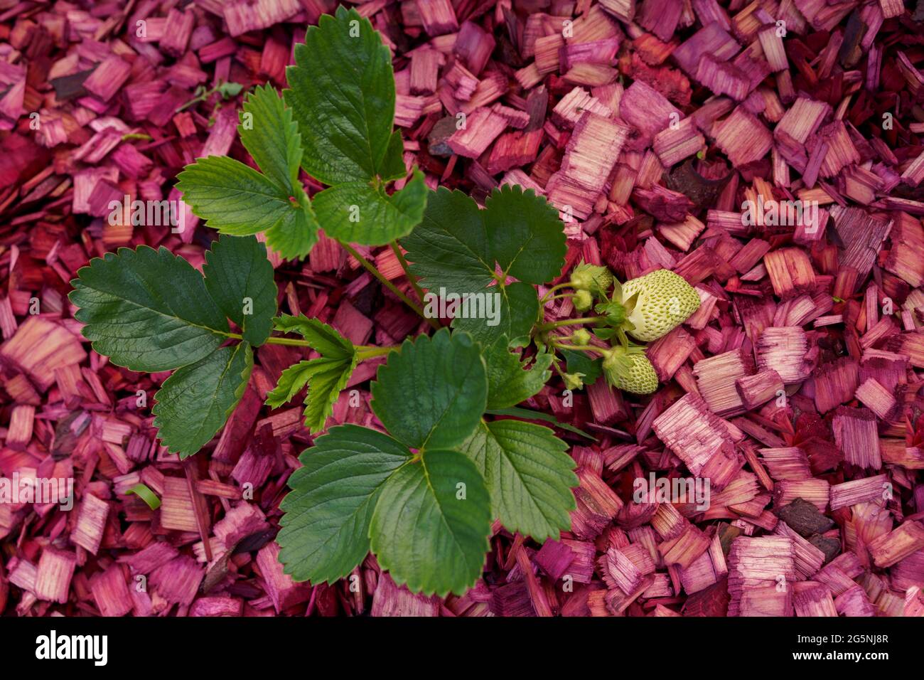 Strawberry germogli pianta verde con bacche bianche su sfondo di legno rosso Foto Stock