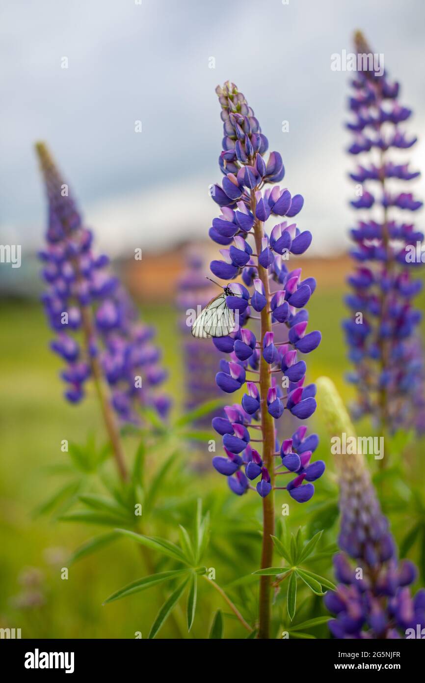 Campo di Lupin con porpora rosa e fiore blu. Fiore lupino in fiore. Foto Stock
