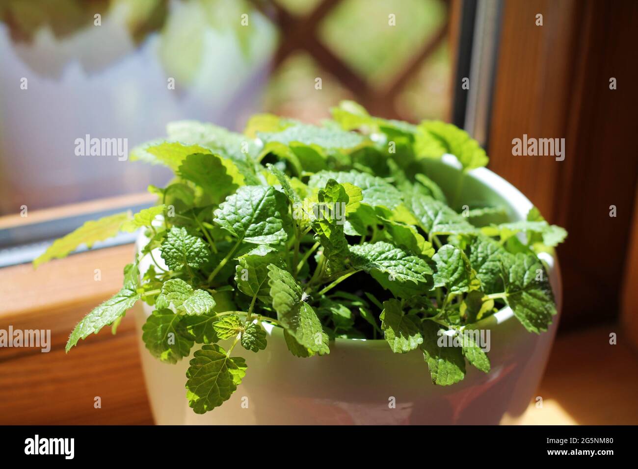 Melissa officinalis o limone menta erba che cresce in pentola su una soglia finestra in una casa. Foto Stock