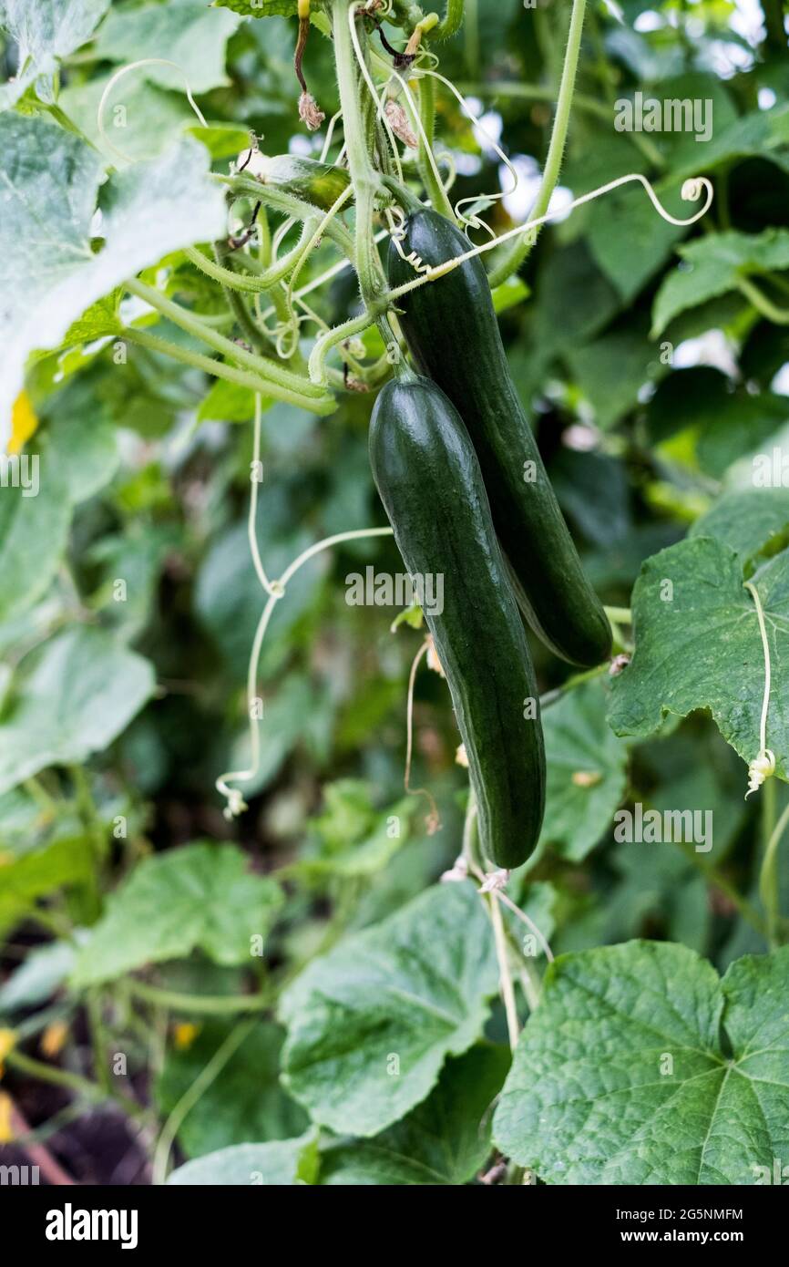 Primo piano di piante di cetrioli che crescono sulla vite. Foto Stock