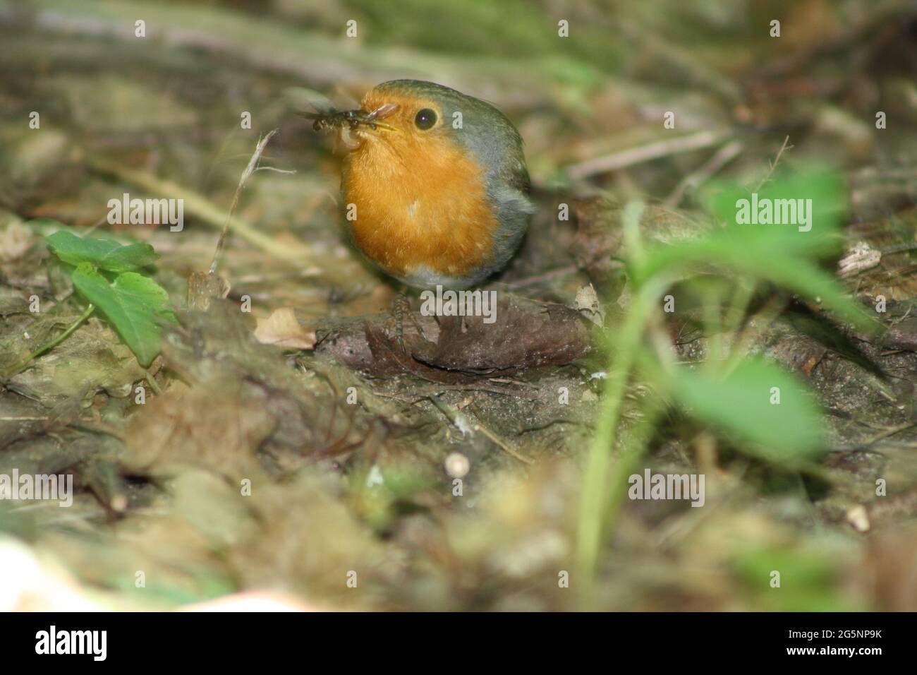 Robin ( Erithacus rubecula) Foto Stock